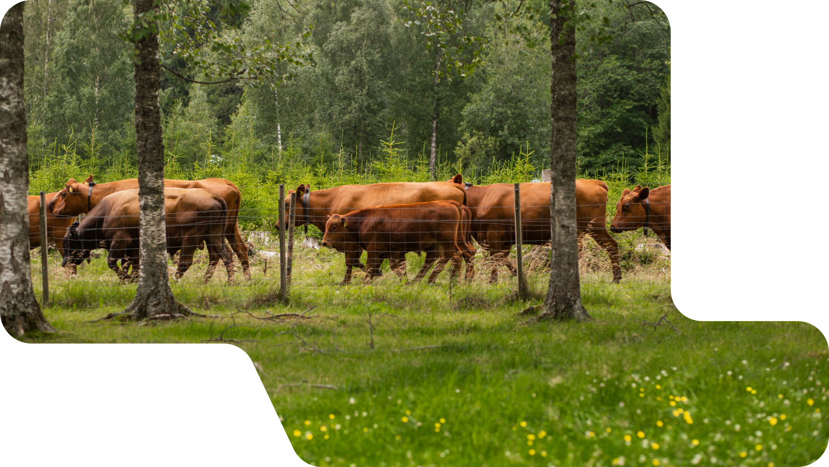 Cows behind electric fence