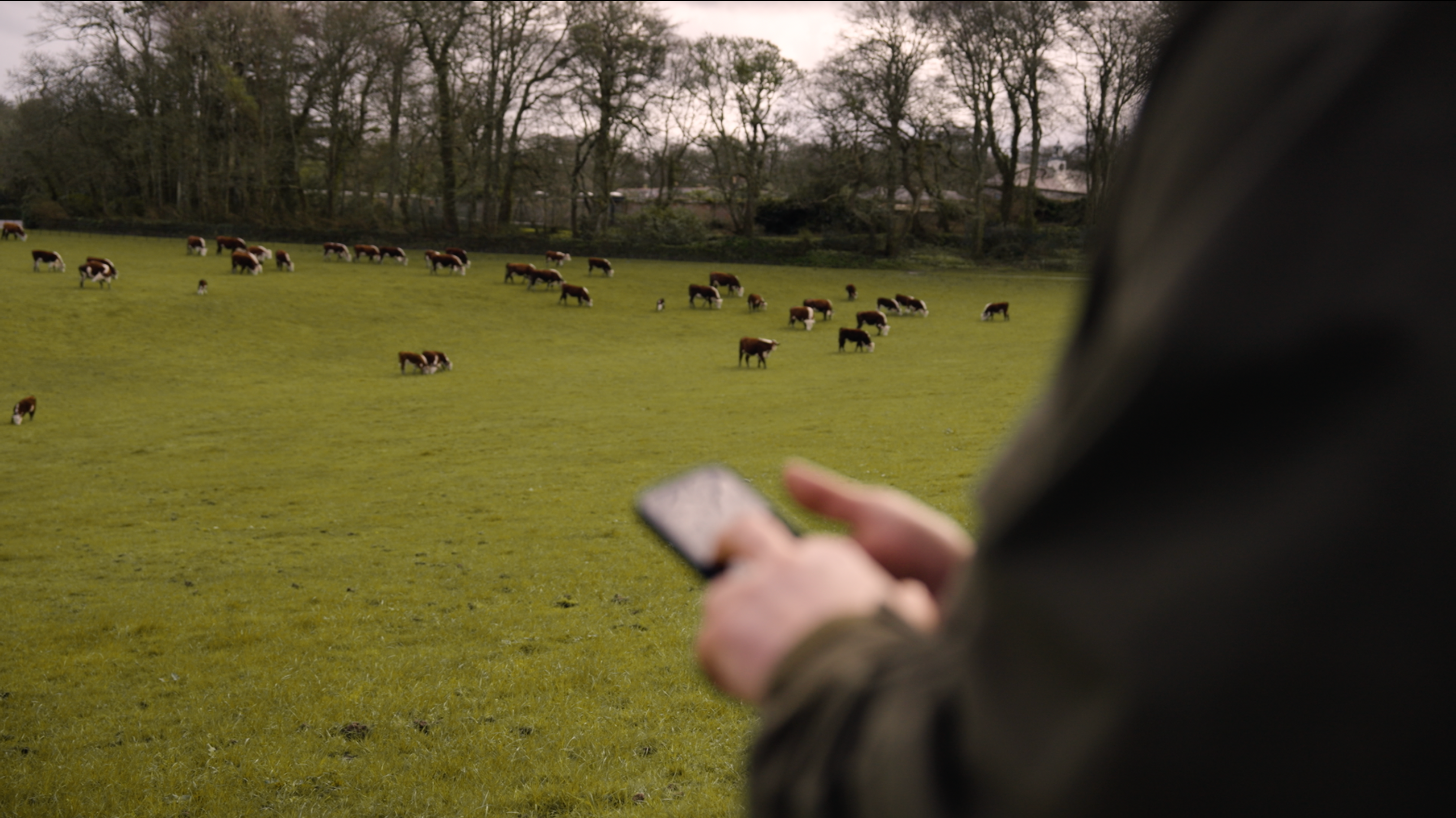 Farmer checkin in on hit herd with his phone
