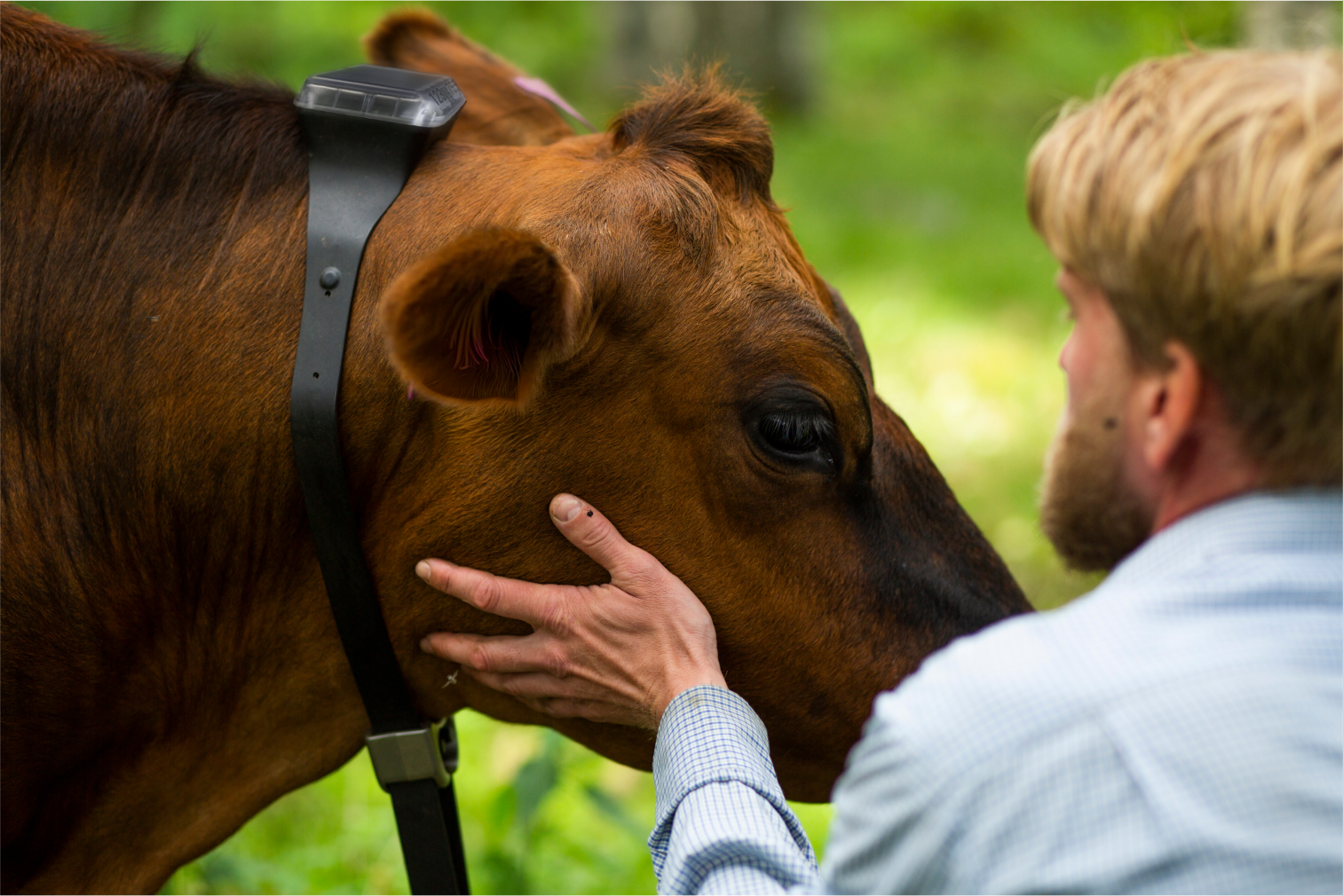 virtuelle gjerder sau