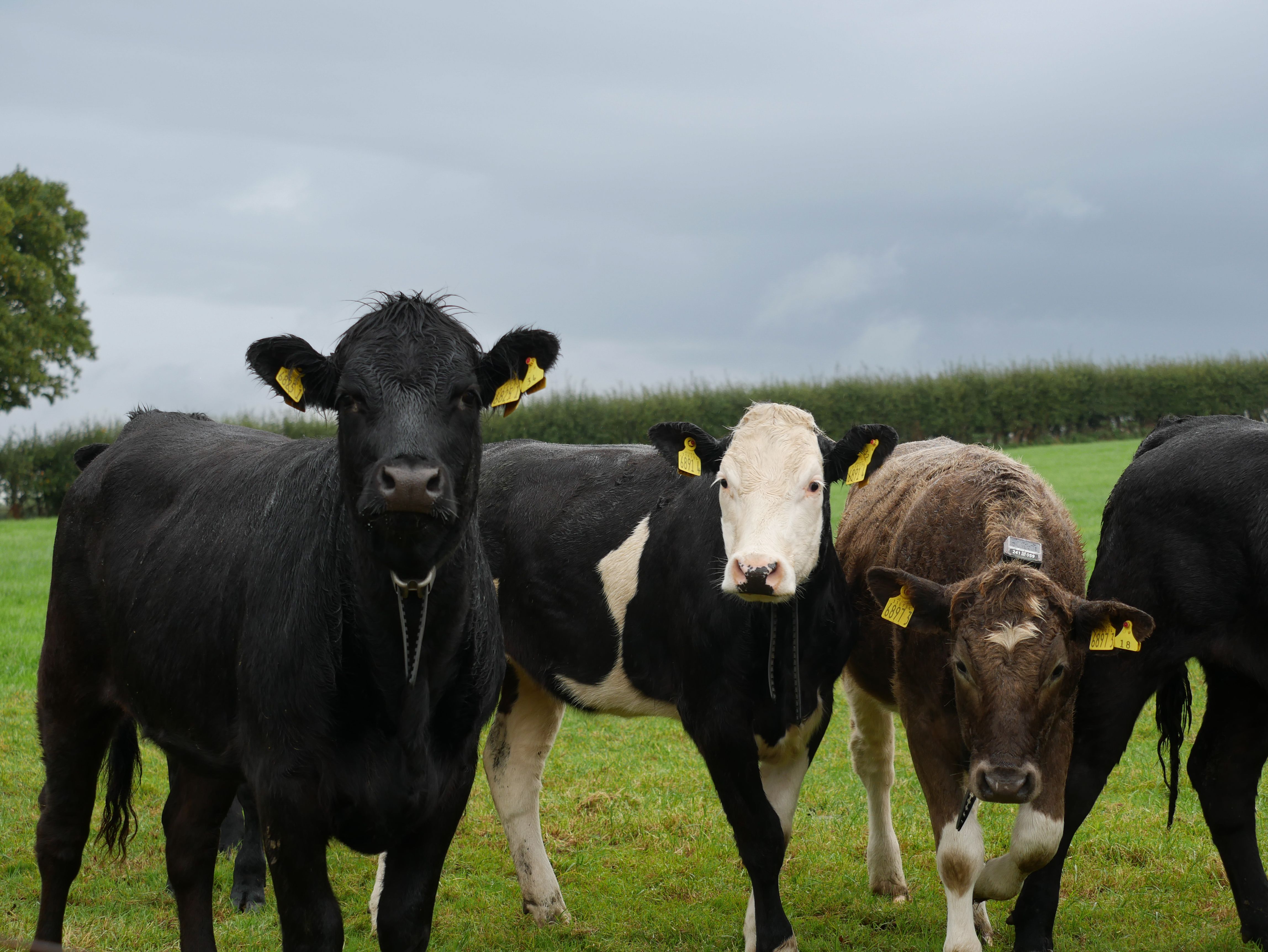 Cows being monitored with virtual fences