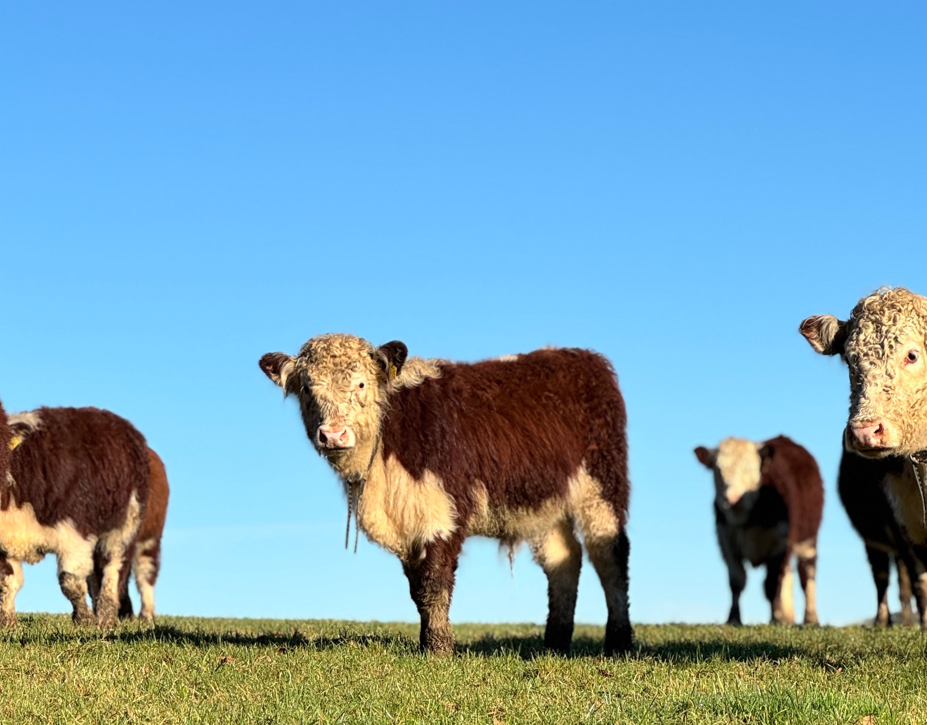 Cows in Cornwall with Virtual Fencing Collars