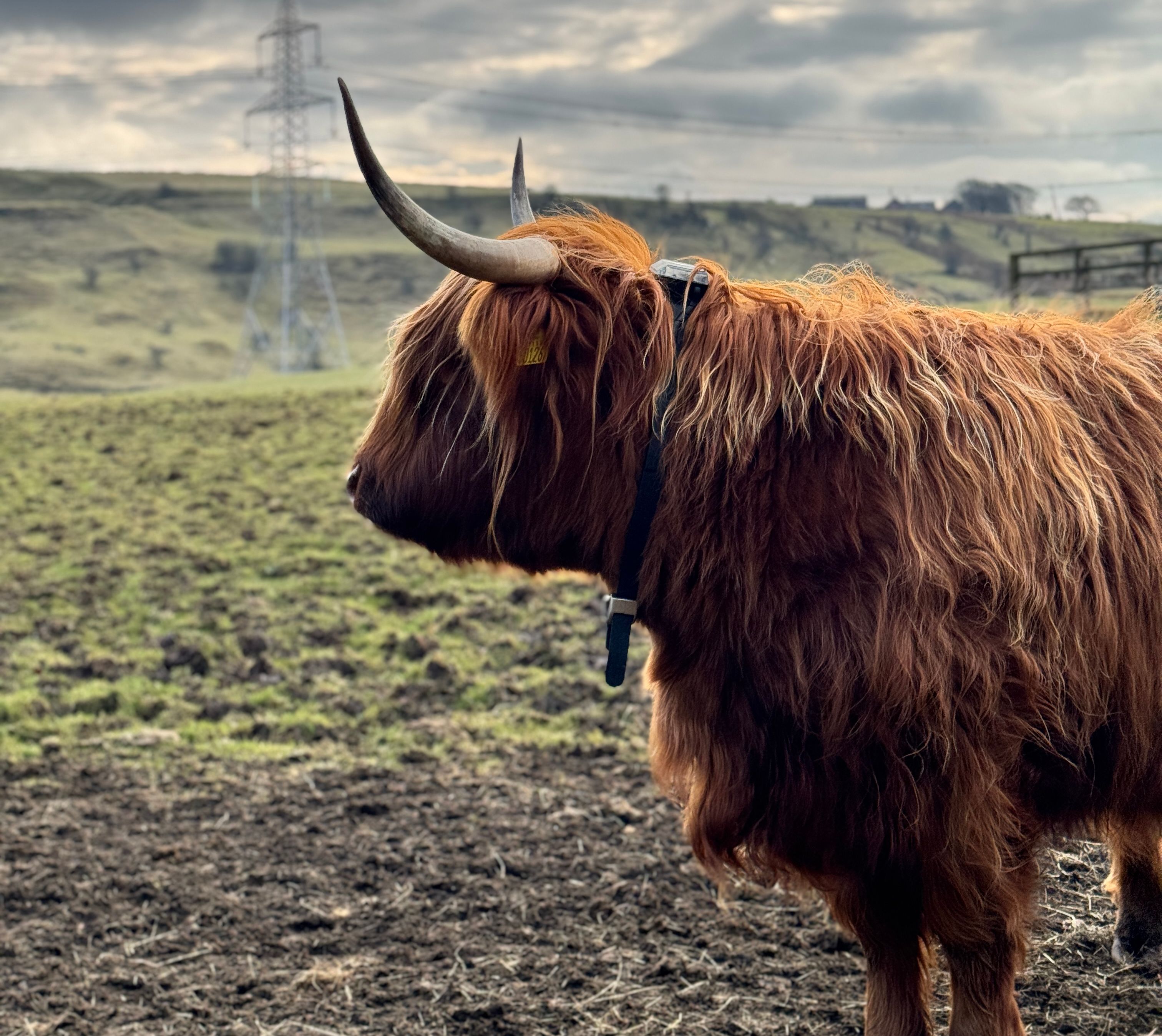 Highland cow with Monil virtual fence collar attached