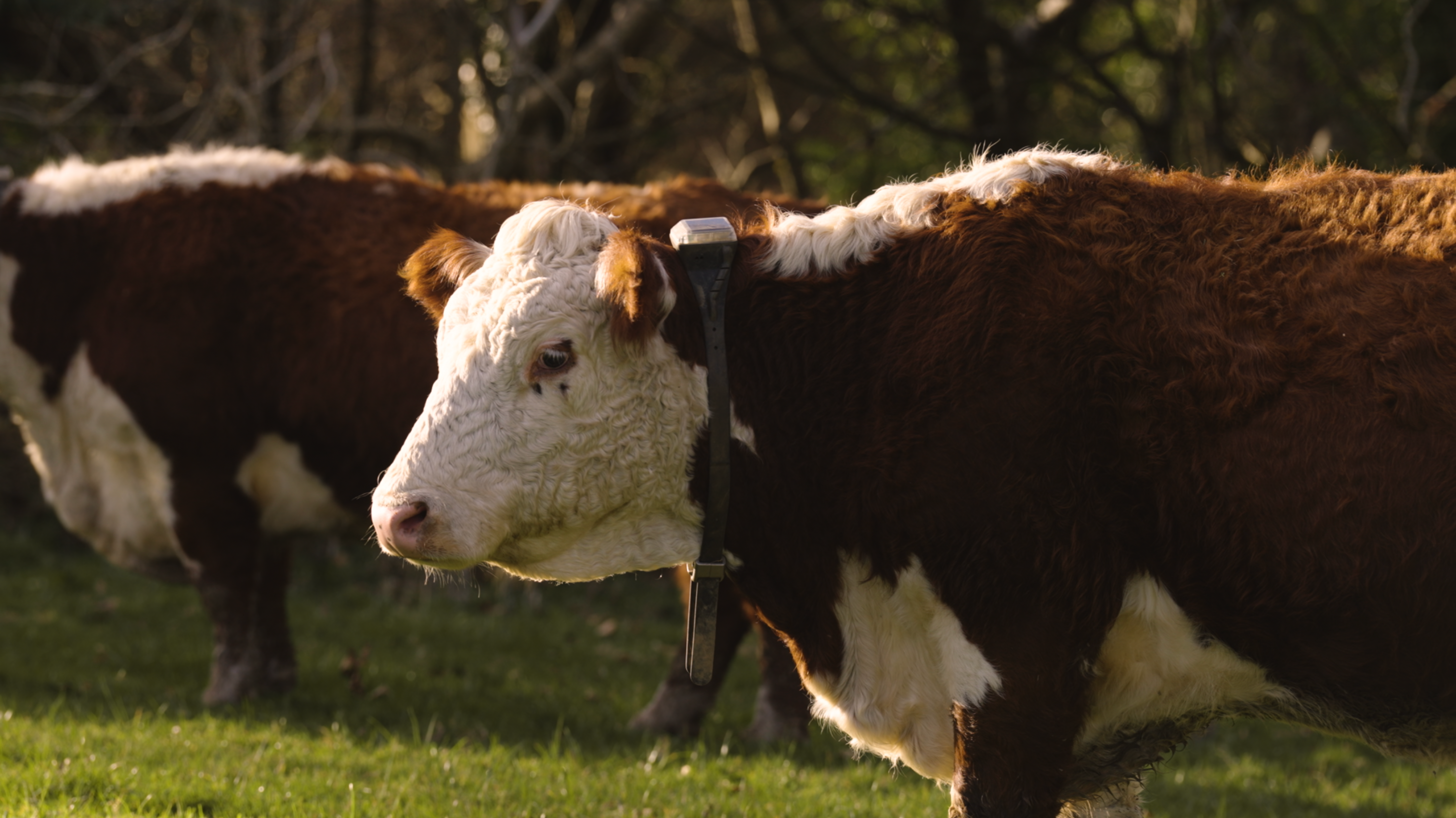 Cow with a cattle collar
