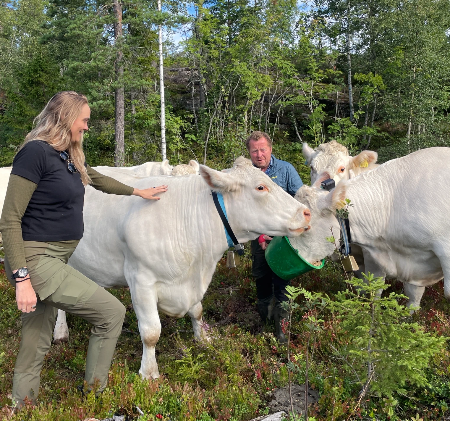 Charolais cattle with Monil collars 