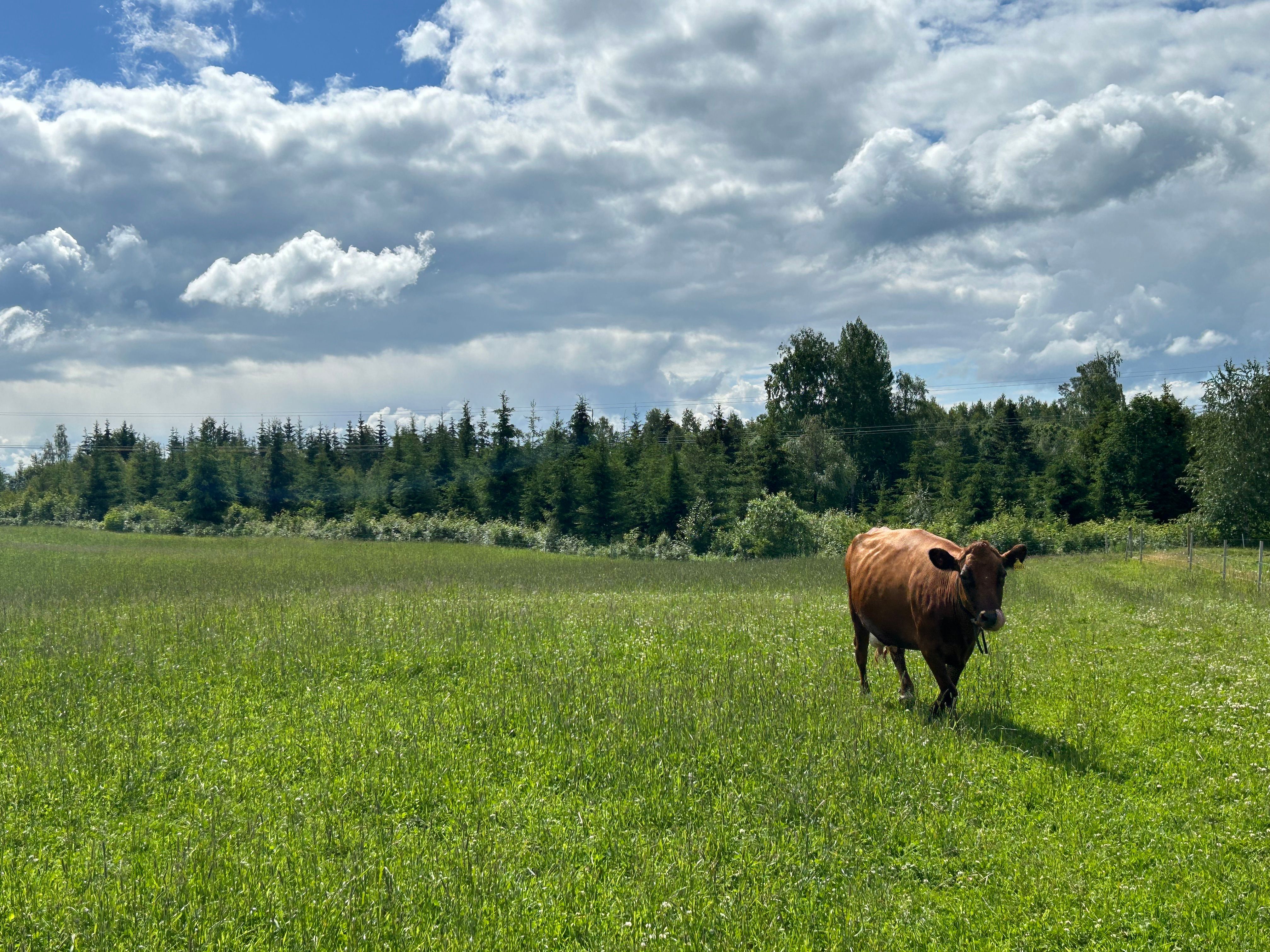 Cow in pasture with Monil collar 