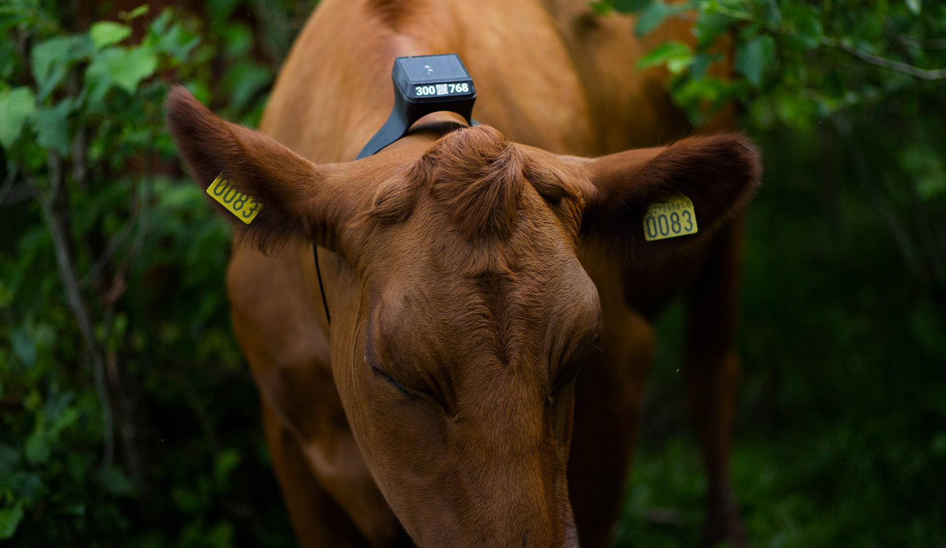 Monil app and monil collar in use
