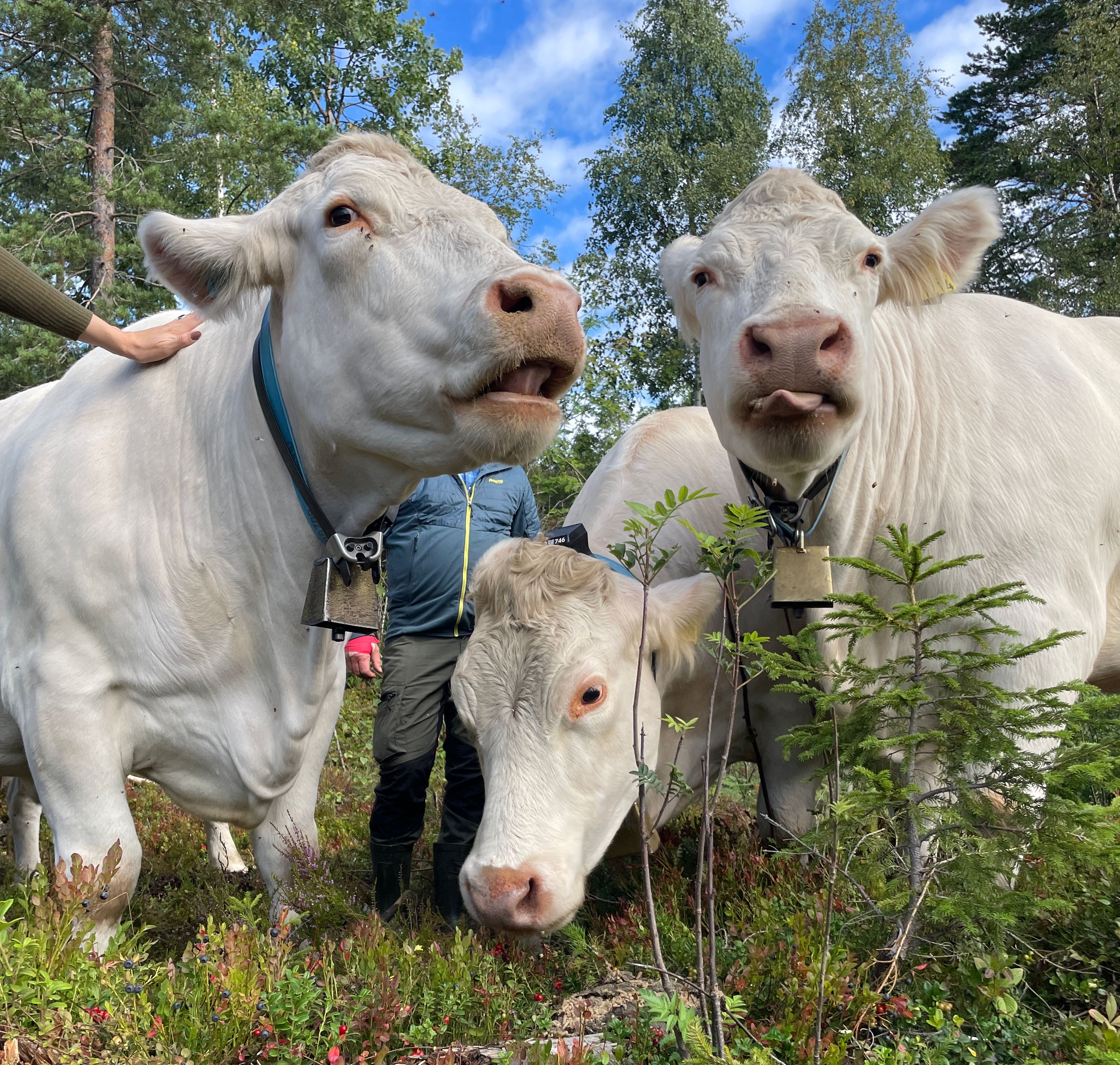 Charolais cattle with bells and Monil virtual fence collars