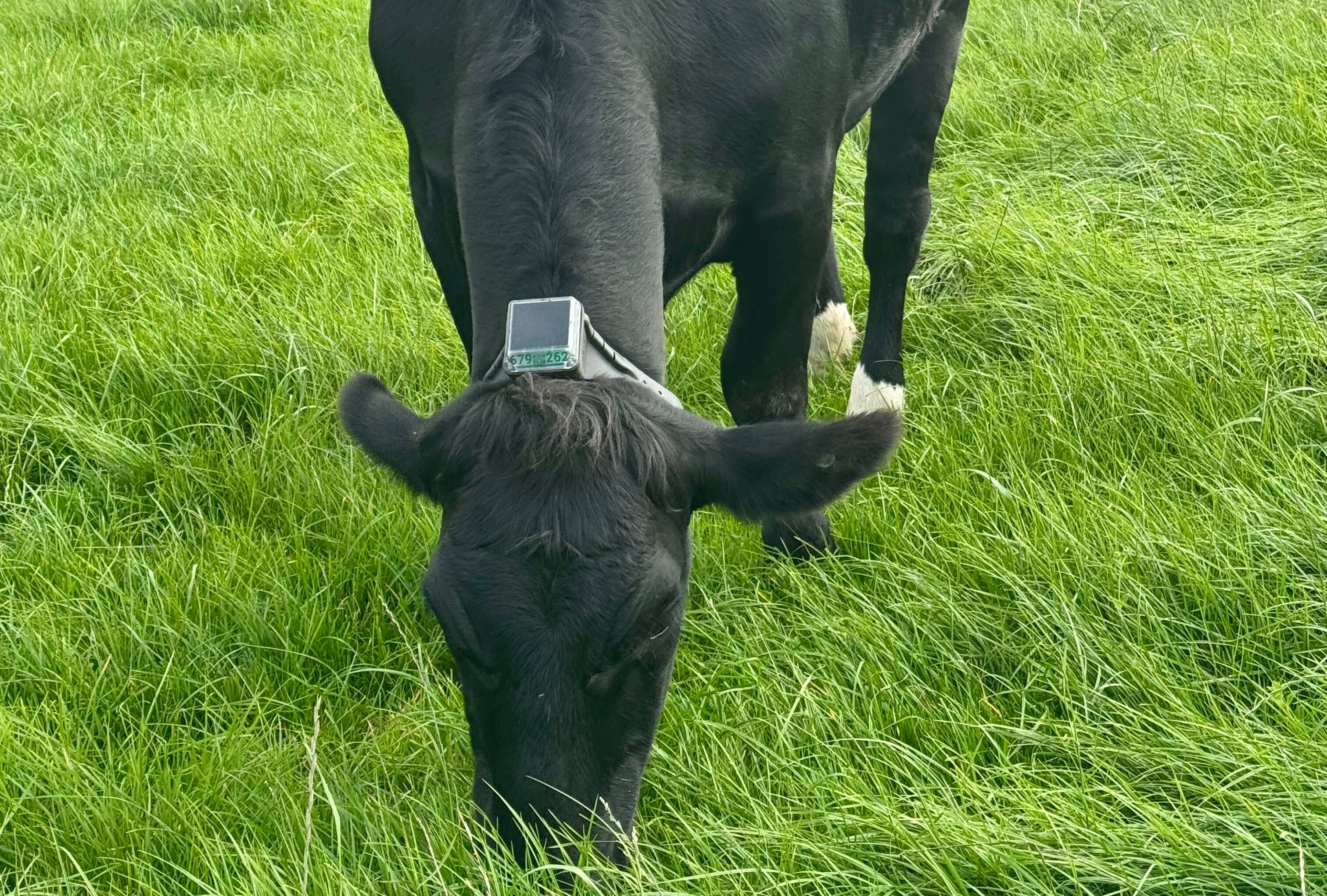 Monil virtual fencing