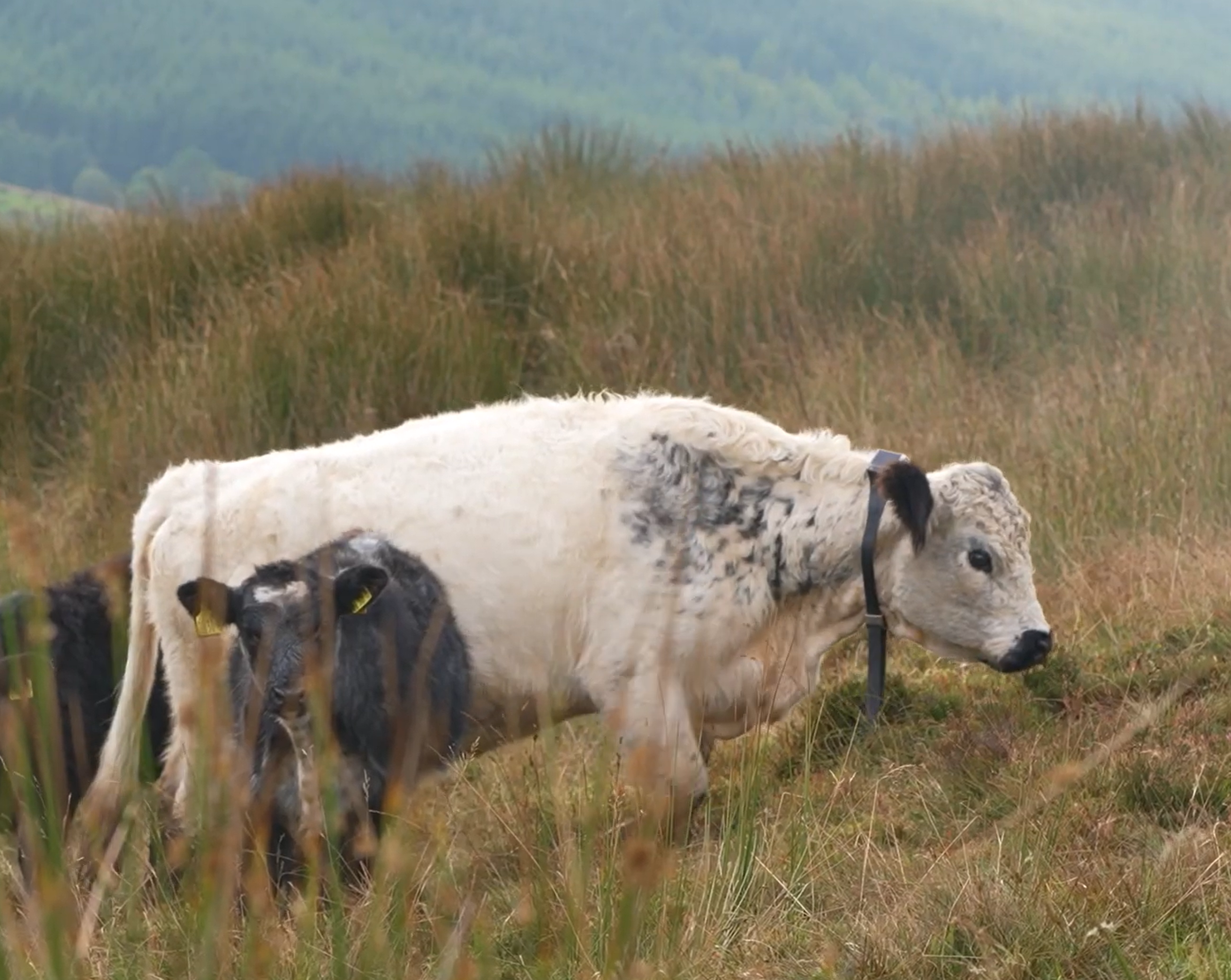 Monil cow and her calves