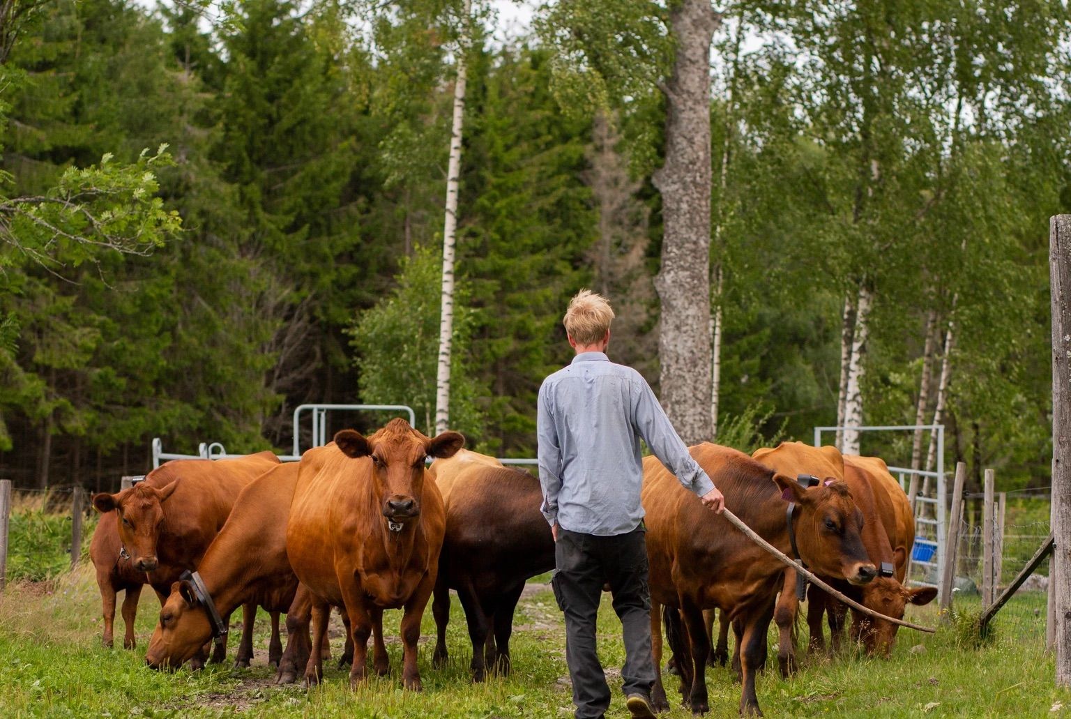 A shepherd of cattle with virtual fences keeps the herd together