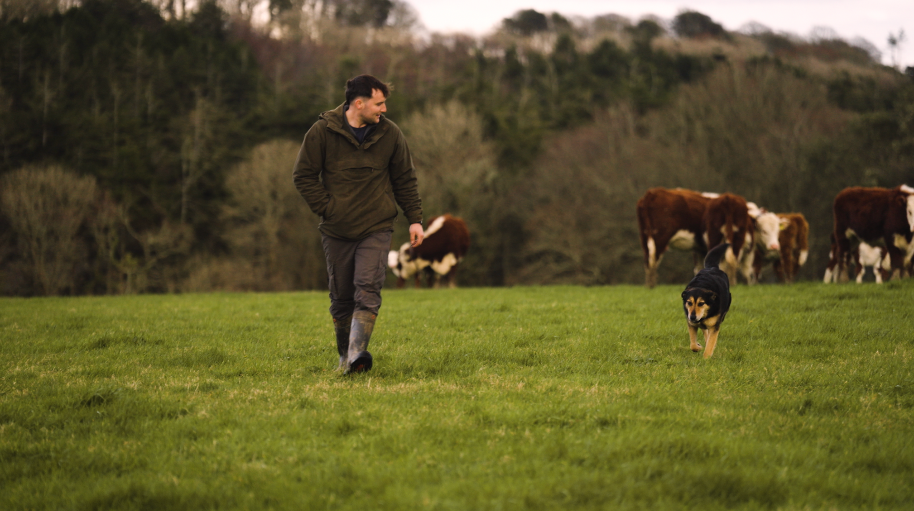 Harry dark farmer walking with cattle 