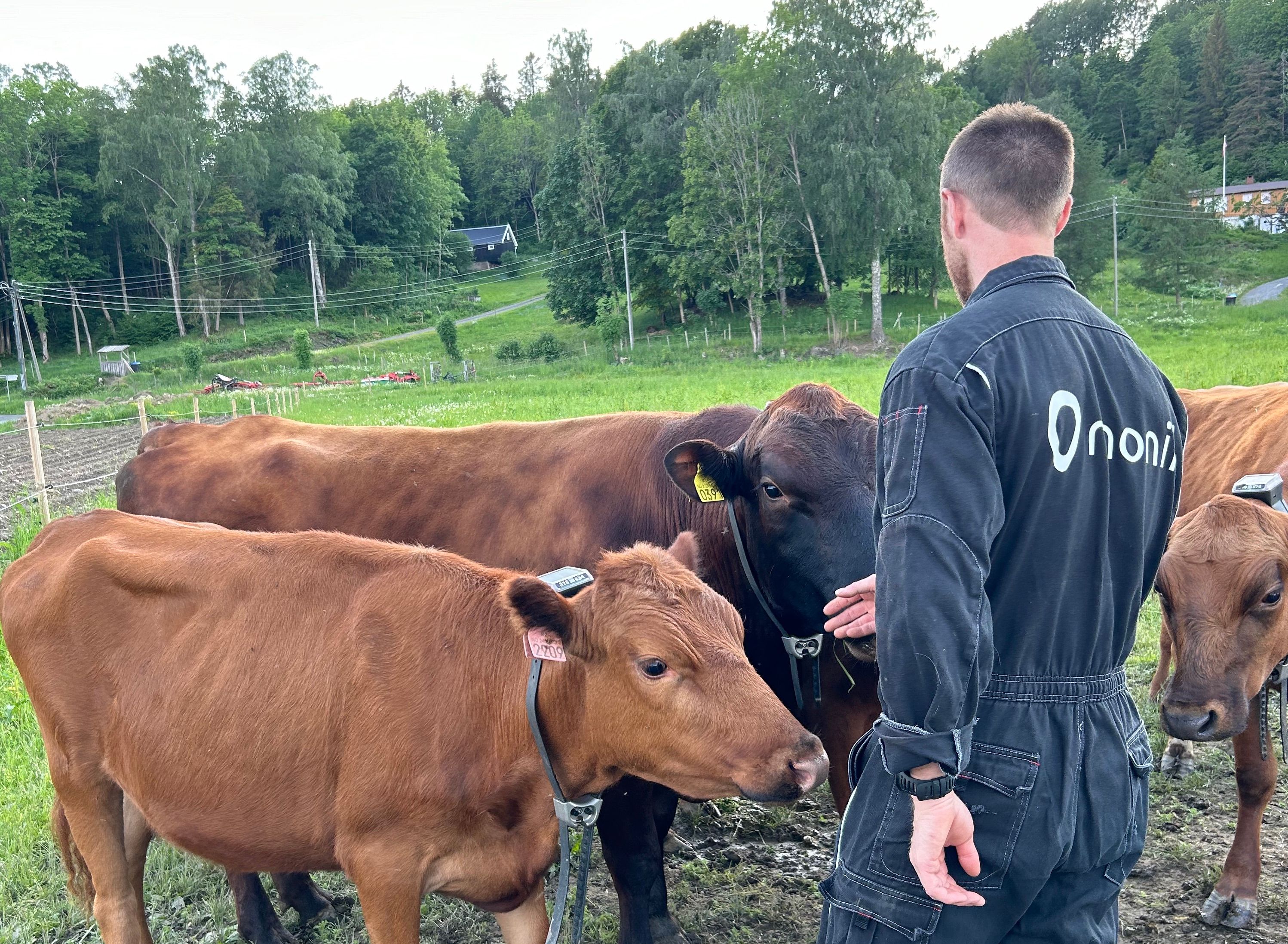 A Monil livestock farmer checks on his cows