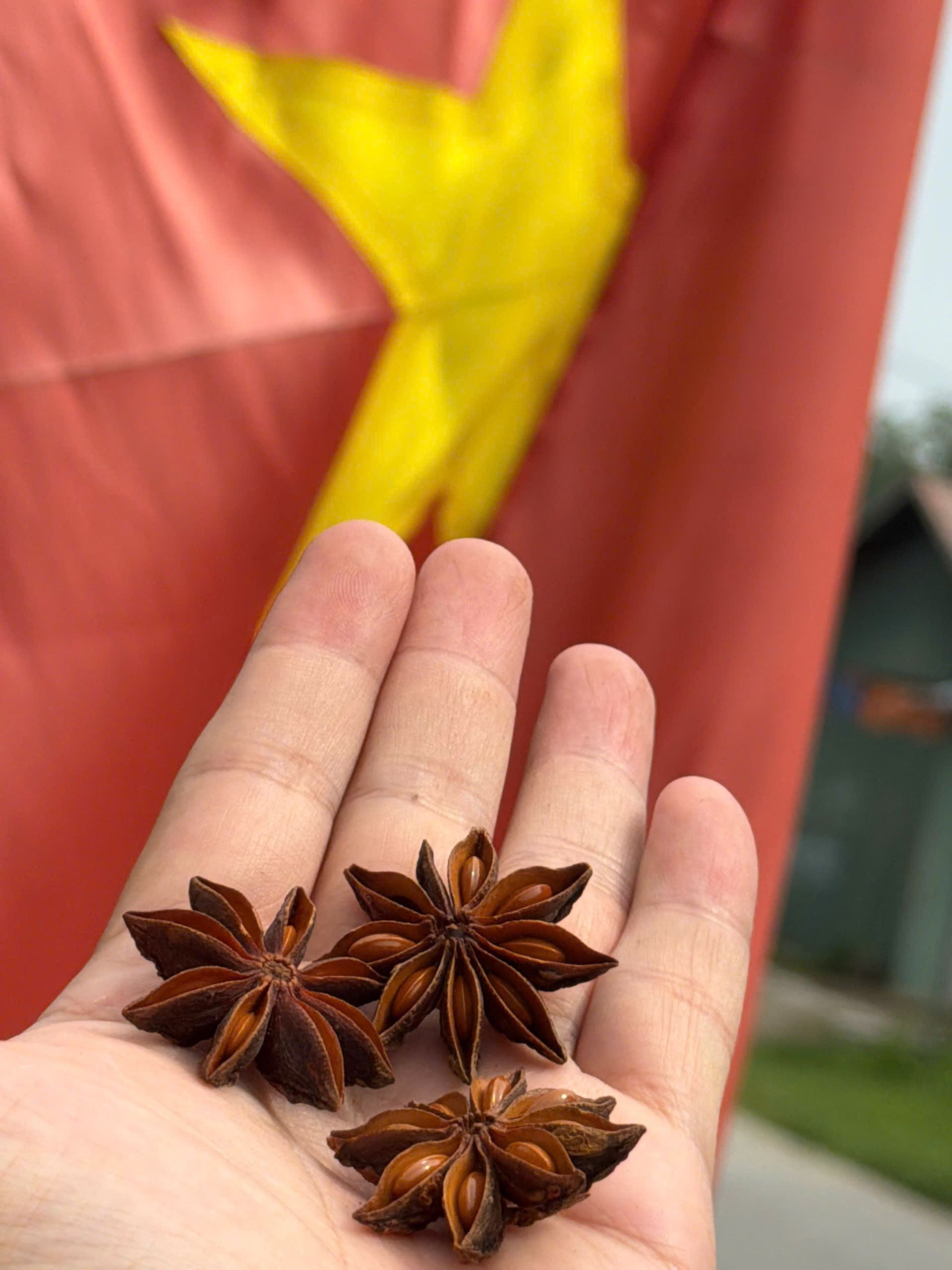 Star Anise