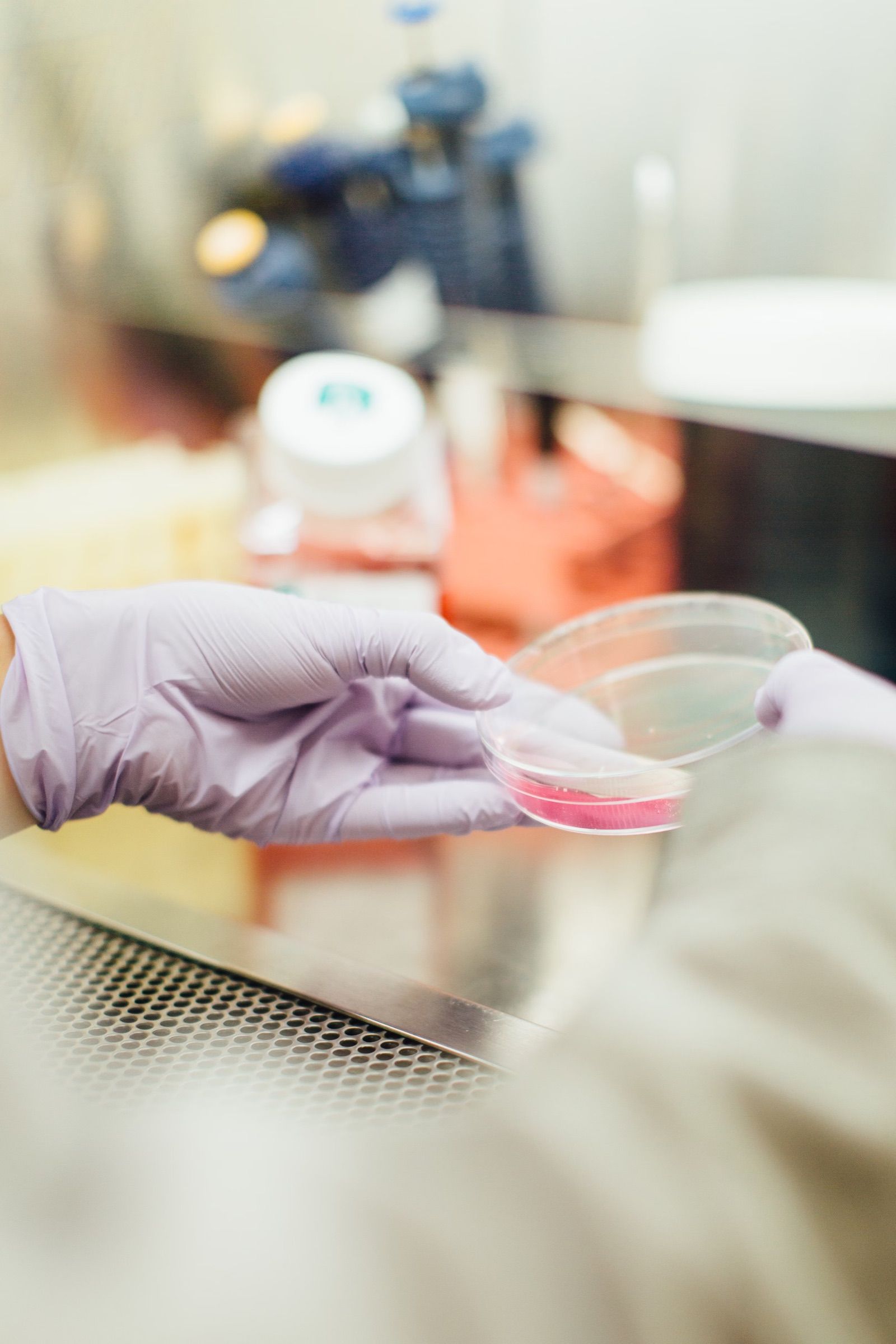 Gloved hand holding a petri dish in a laboratory