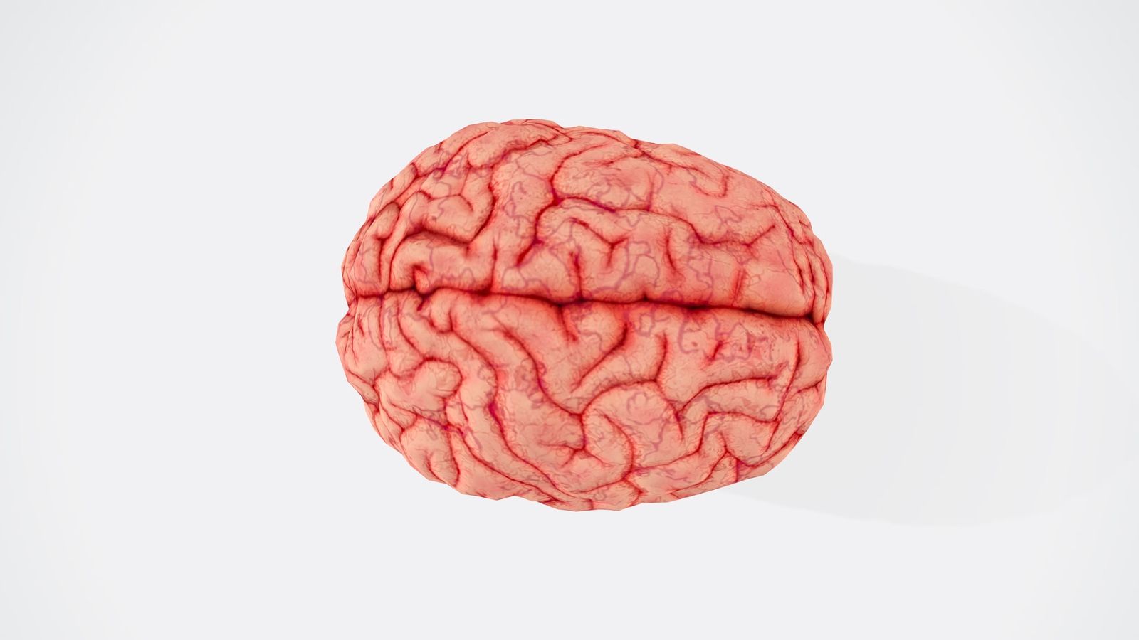 Model of a human brain on a pale background