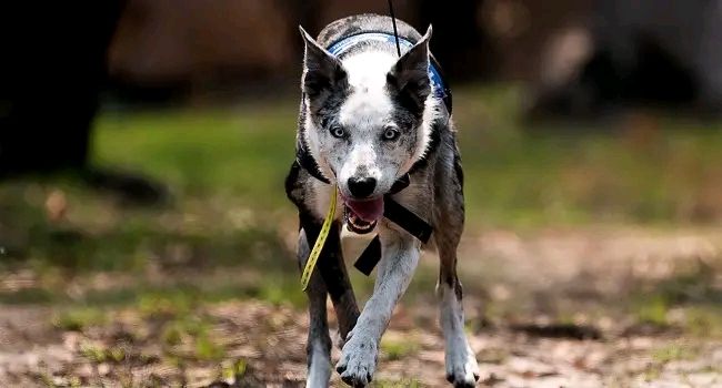 Environment: ‘Hero’ Australian Dog Who Saved 100 Koalas Retires