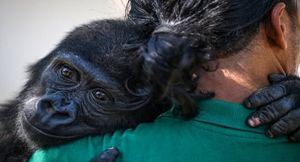 From Trafficking To Freedom: Baby Gorilla Rescued In Turkey To Return To Nigeria