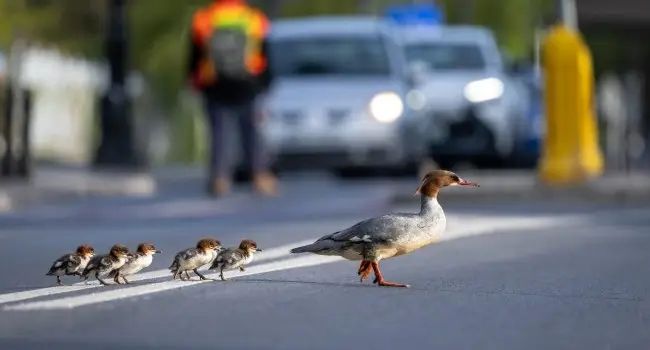 World News Traffic Stop: Warsaw’s Celebrity Birds On Perilous Urban Quest