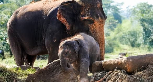 Environment: Rescued Orphaned Elephant Highlights Nigeria’s Conservation Fight