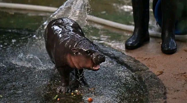 Foreign News: Trespasser Caught In Viral Hippo Moo Deng’s Thai Zoo Pen