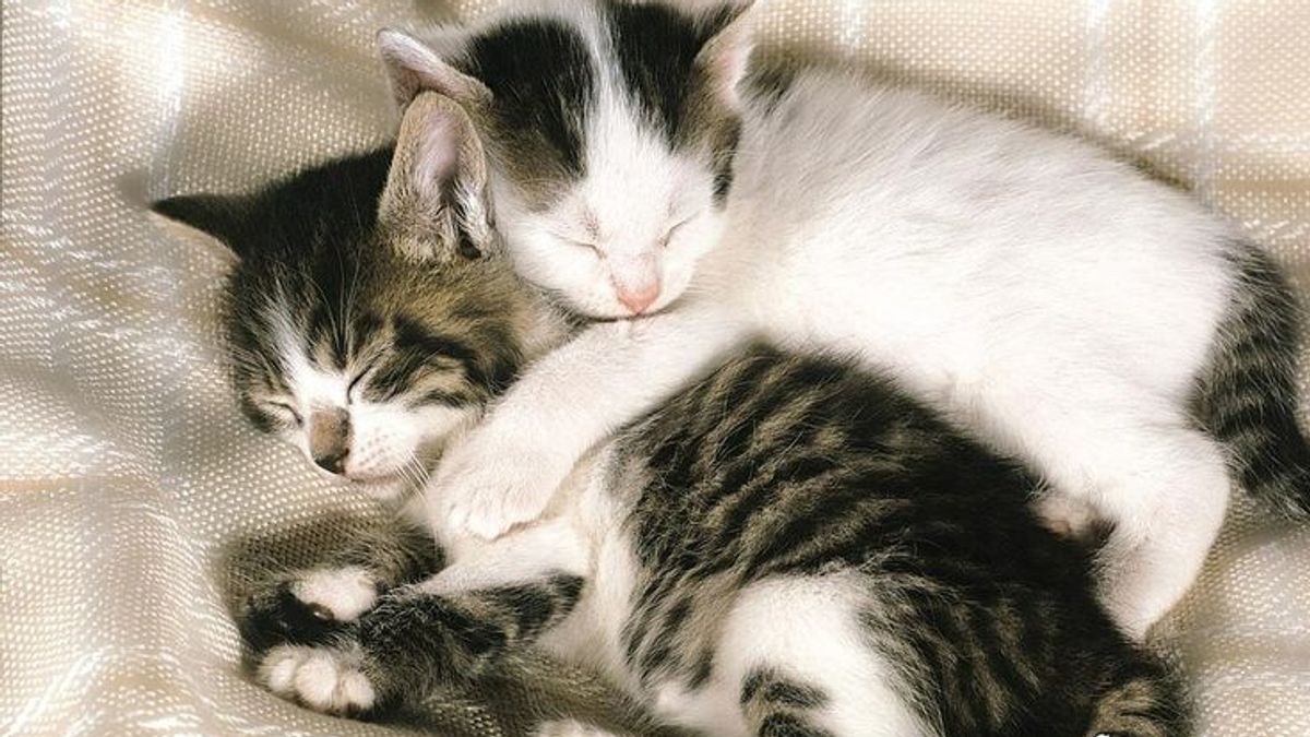 🐾 FIP và Giảm bạch cầu ở mèo: Những điều bạn cần biết để bảo vệ bé yêu 🐾
