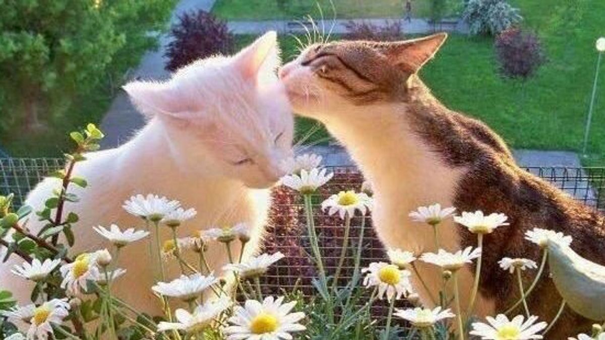 Hiểu đúng về triệt sản chó mèo