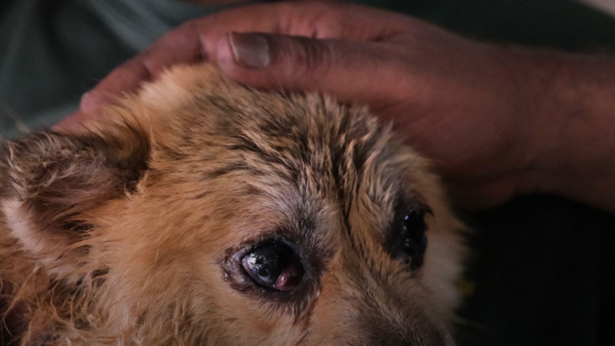 Khép Lại 20 Năm Kinh Doanh Thịt Chó - Cửa hàng Thịt Chó Đồng Nai Đóng Cửa Vĩnh Viễn 