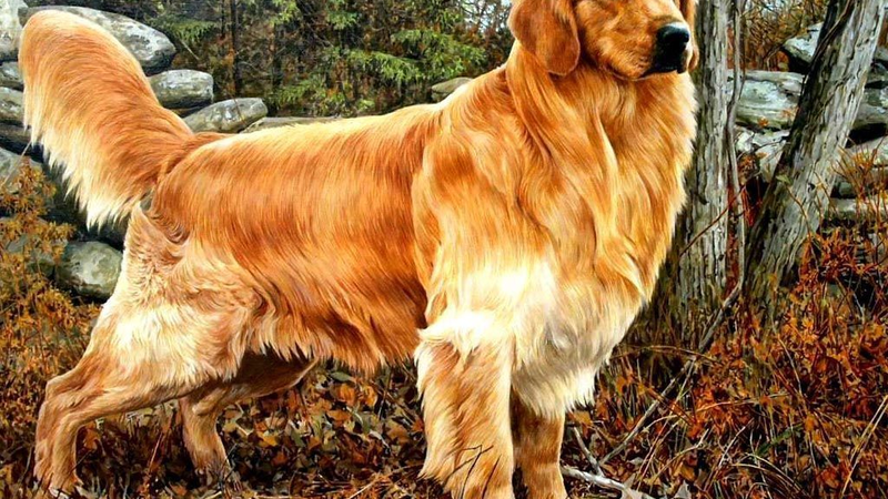 CẨM NANG SỐNG CÒN: NUÔI GOLDEN RETRIEVER Ở KHÍ HẬU NÓNG ẨM (Và Tại Sao TUYỆT ĐỐI KHÔNG CẠO LÔNG!)