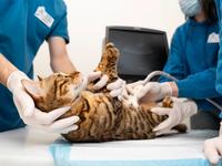 7 SAI LẦM CẦN TRÁNH KHI CHĂM SÓC CHÓ MÈO SAU TRIỆT SẢN