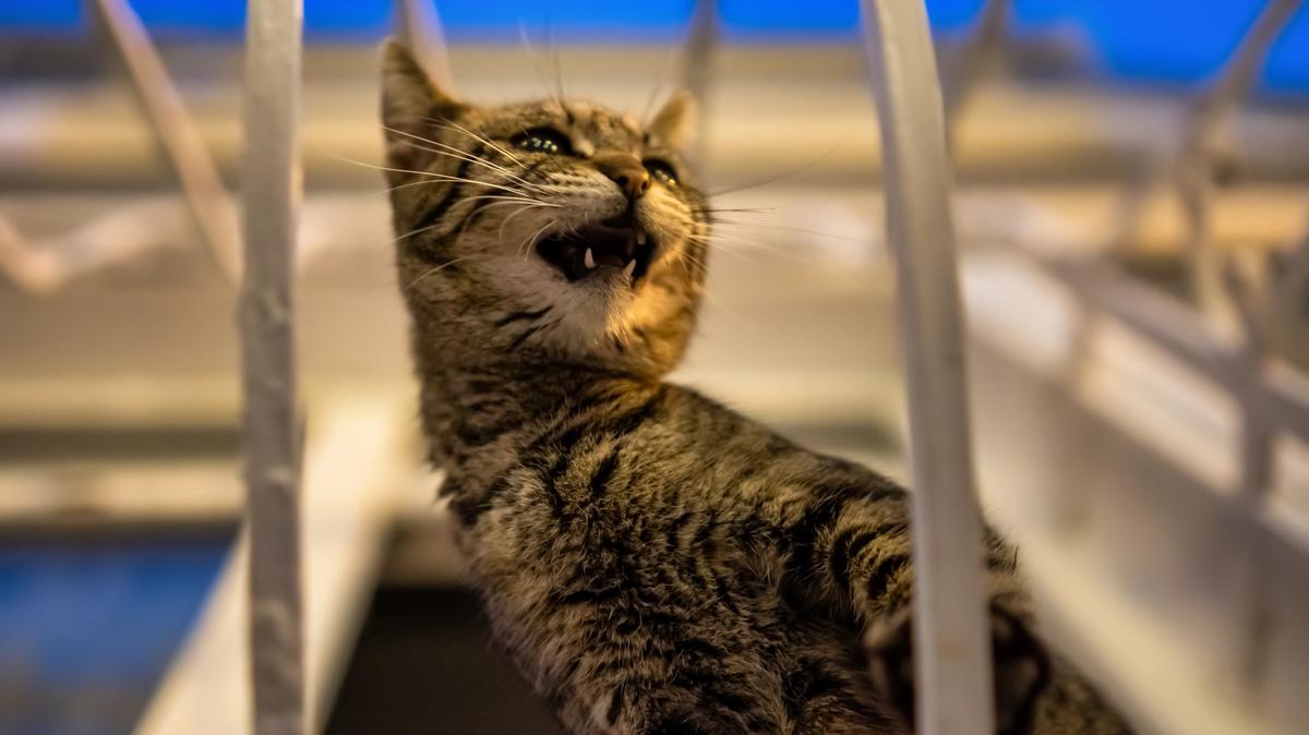 Chó Mèo Bị Nhốt Lâu Có Bị Trầm Cảm Không? Dấu Hiệu Stress Mãn Tính Và Giải Pháp Cứu Vãn Phúc Lợi