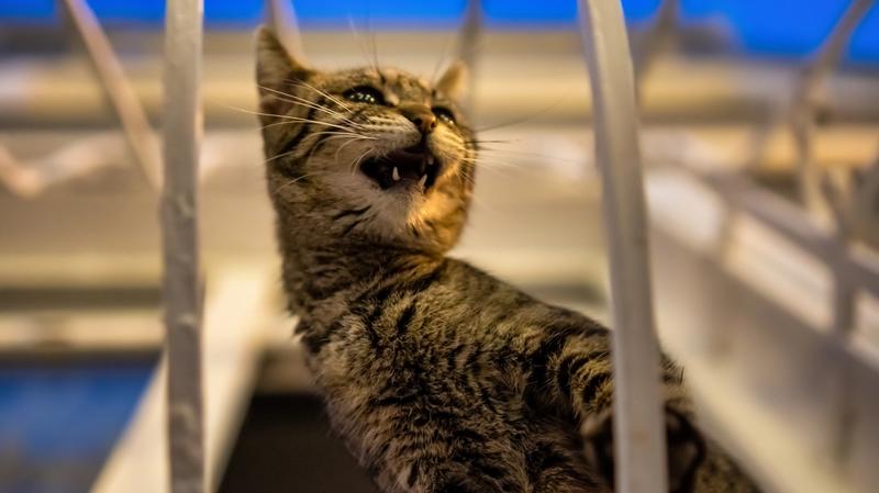 Chó Mèo Bị Nhốt Lâu Có Bị Trầm Cảm Không? Dấu Hiệu Stress Mãn Tính Và Giải Pháp Cứu Vãn Phúc Lợi