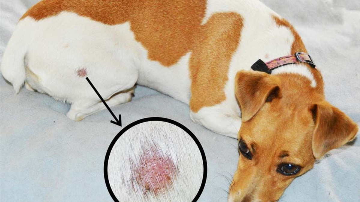 Nguyên Nhân Gốc Rễ Khiến Chó Mèo Bị Viêm Da Dị Ứng: Hướng Dẫn Chẩn Đoán Toàn Diện