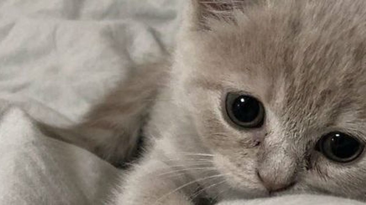 📢 Mèo Bệnh? Cô Chú Đừng Bỏ Qua Những Dấu Hiệu Này Nhé! 🐾