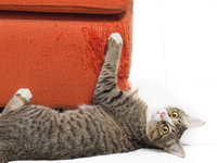 Vì Sao Mèo Cào Móng Và Làm Sao Để Chấm Dứt Cảnh “Đồ Đạc Tan Hoang”