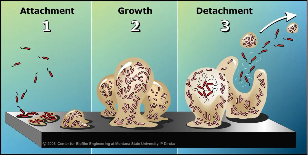 Breaking Through Biofilms: The Hidden Connection Between Fibrin,  Infections, and Your Health