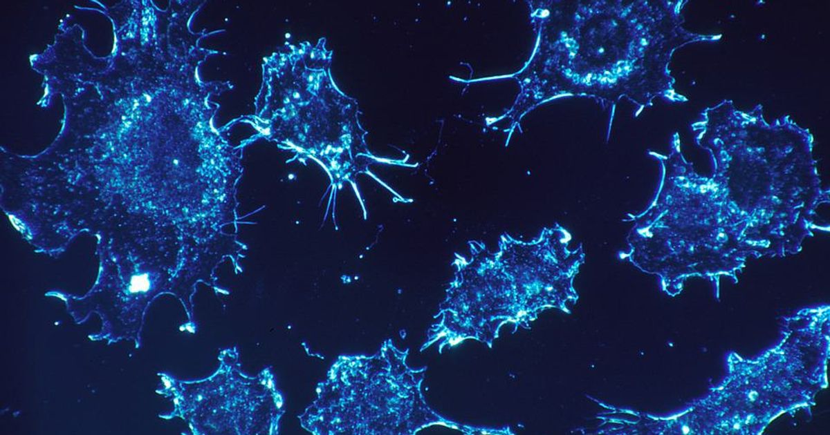 Fenbendazole and Cancer Fenbendazole and Cancer