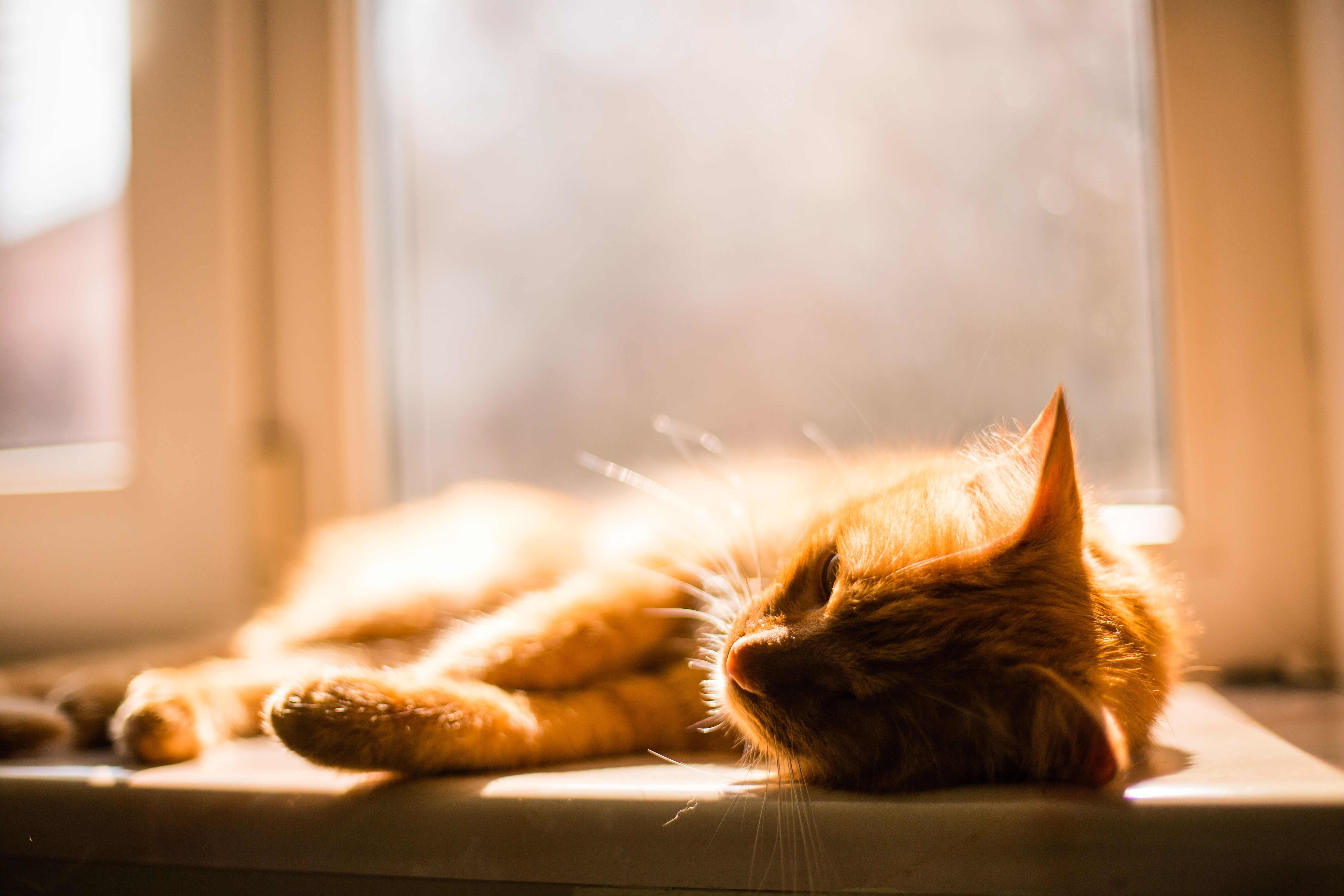 Katt sover i vinduskarm