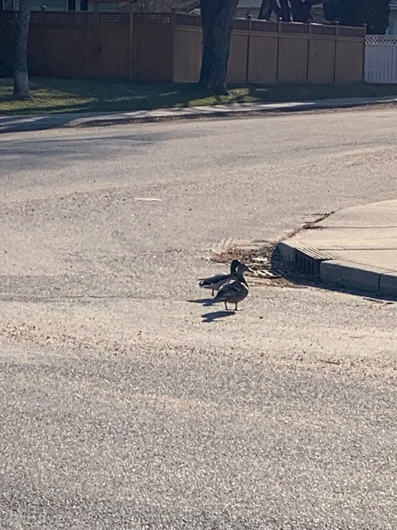 Image by New Direction