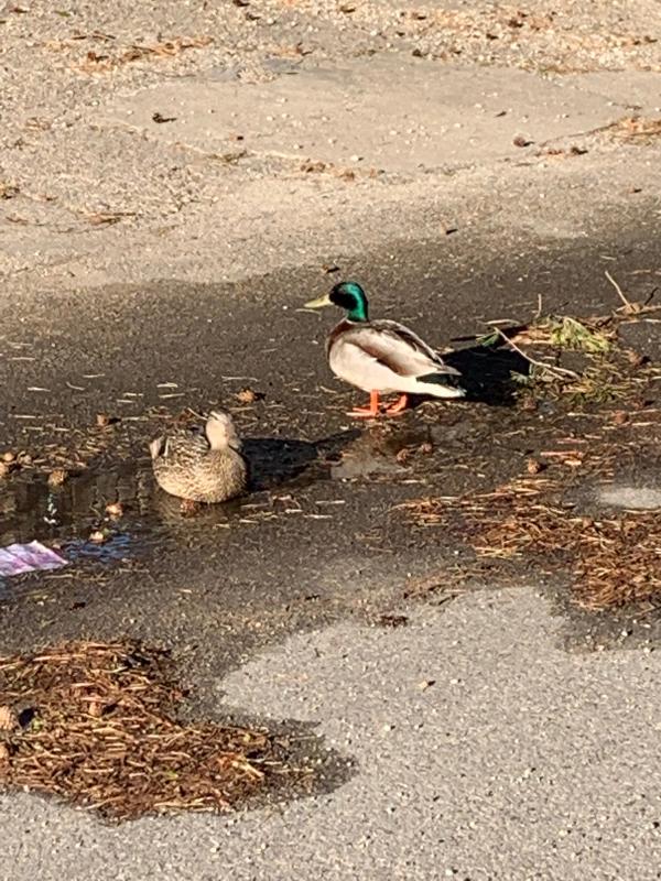 Image by New Direction