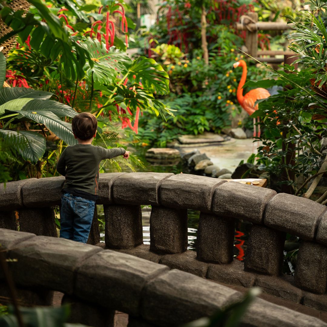 Child standing on bridge in butterfly garden points to pink flamingo in distance