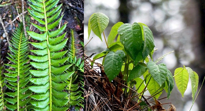 Photo: (Left) Jason Headley, northern holly fern in Kokanee Glacier Park; (Right) Kiara Gannon, western poison ivy in White Lake Grasslands Protected Area