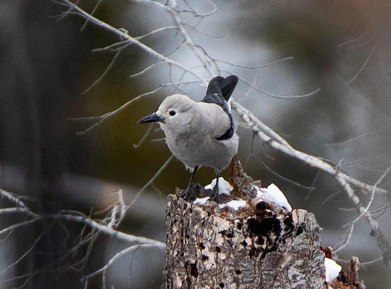 Clark's nutcracker in Myra-Bellevue Park by Jason Headley