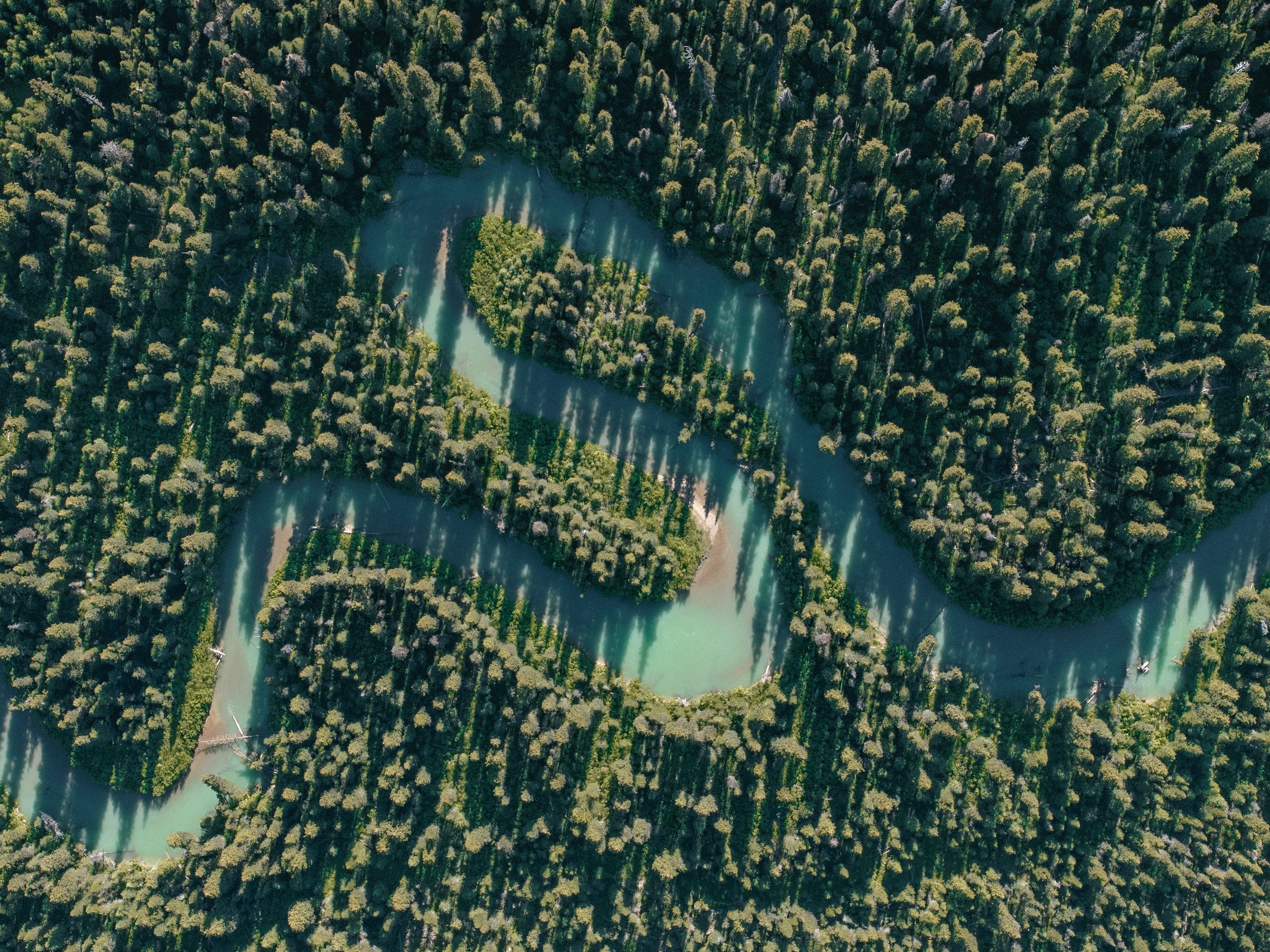 An overhead view of trees split by an intertwining river