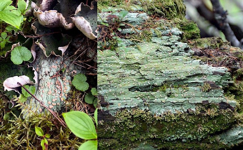 Photos: (Left) Jason Headley in Monkman Park; (right) Robby Deans in Chilliwack Lake Park