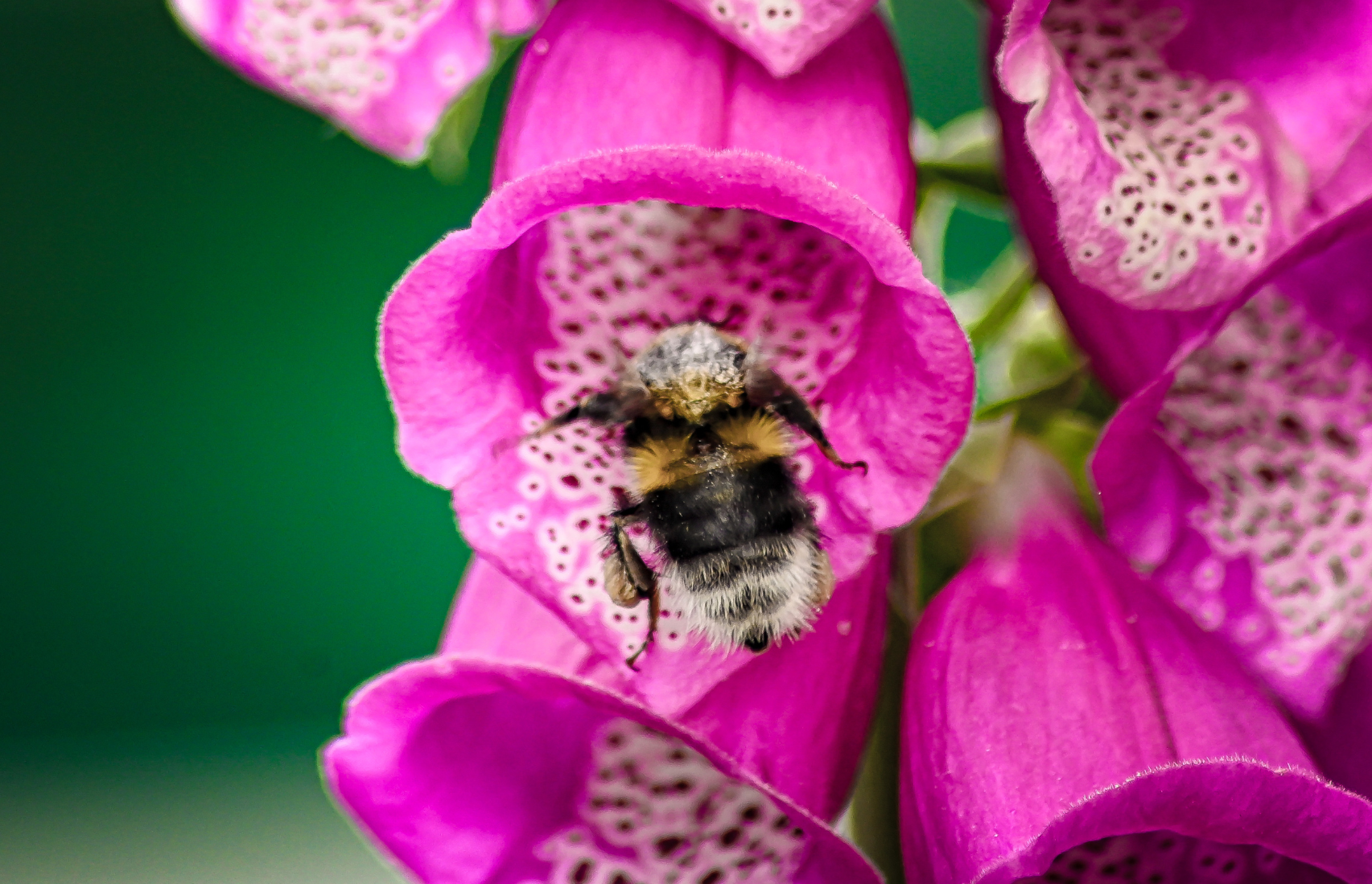 A bee finds his way inside a foxglove thanks to a pathway of dots.