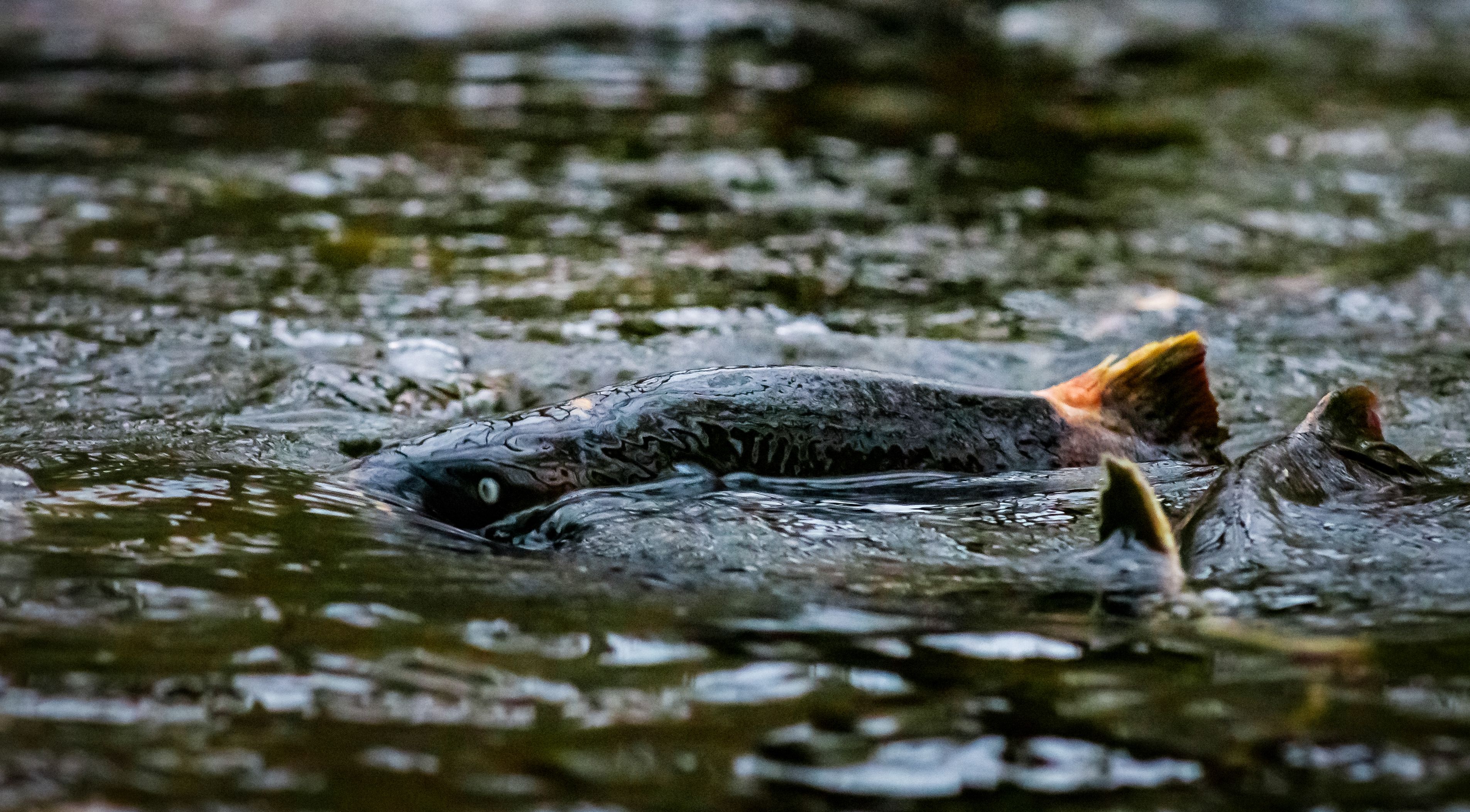 Spawning coho salmon submerged in running water