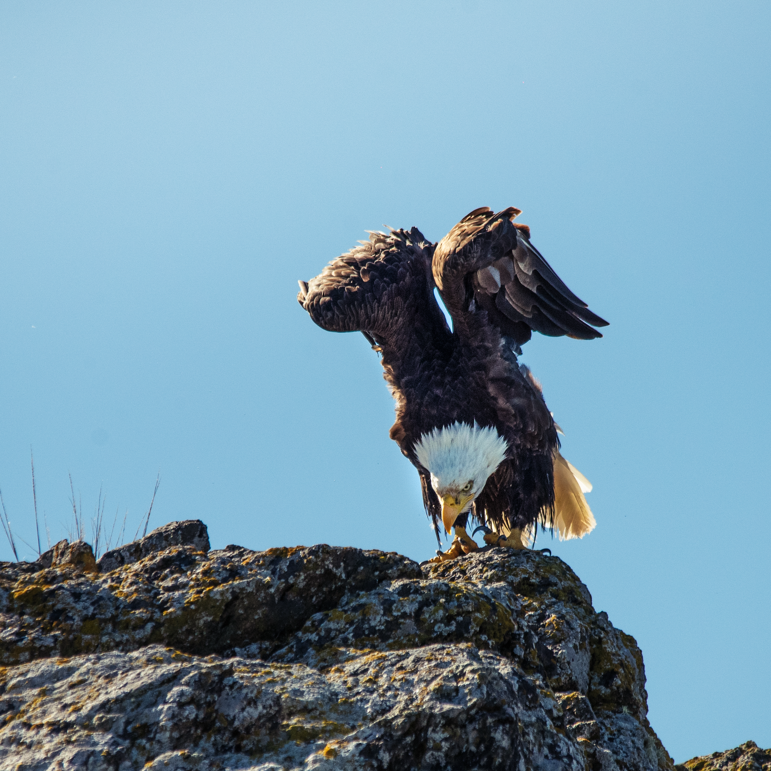 Two bald eagles perch on a tree branch.