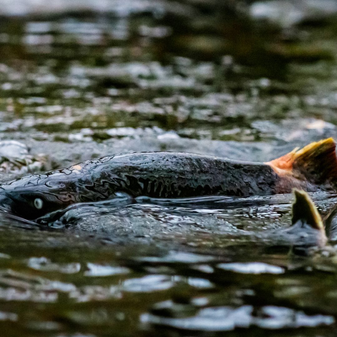 Spawning coho salmon submerged in running water