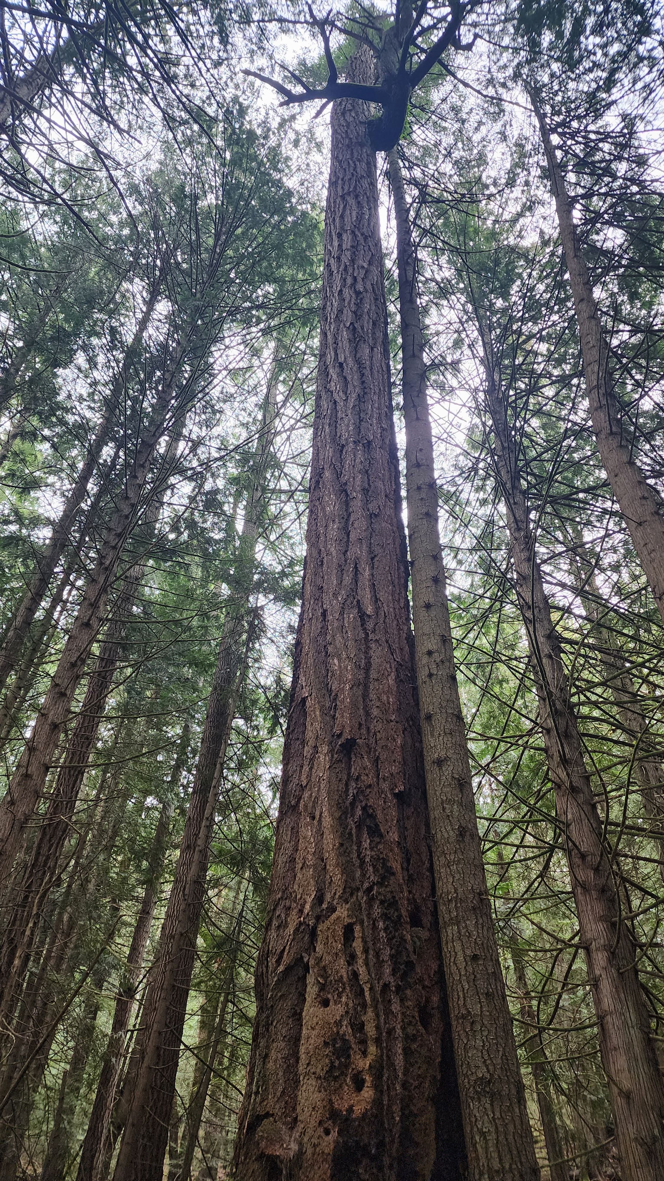 Looking up at a tall tree trunk