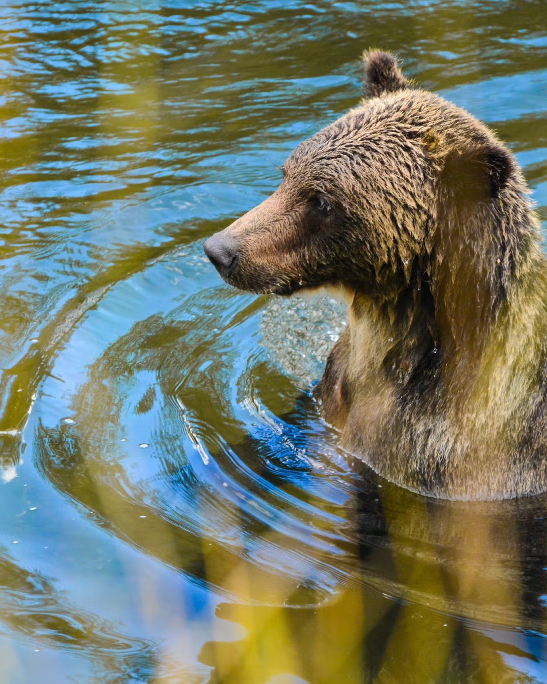 A grizzly bear raises its head out of water